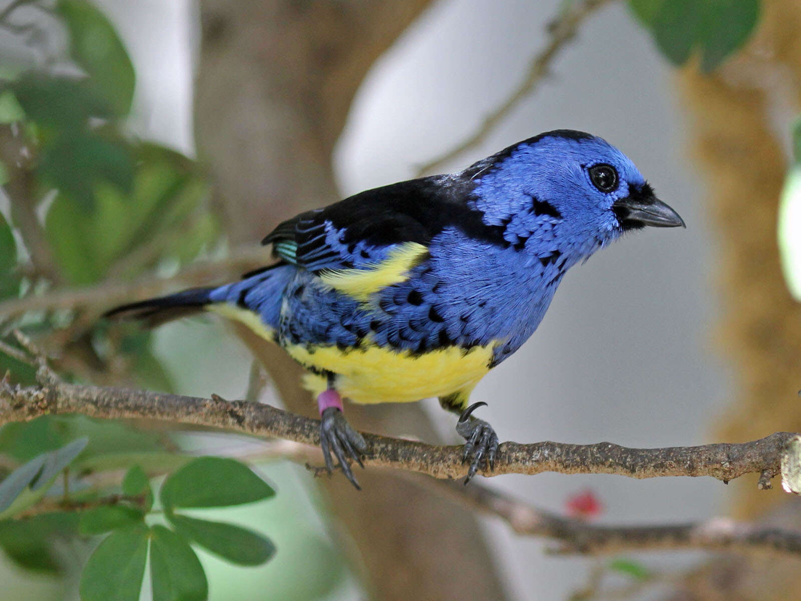 Image of Turquoise Tanager