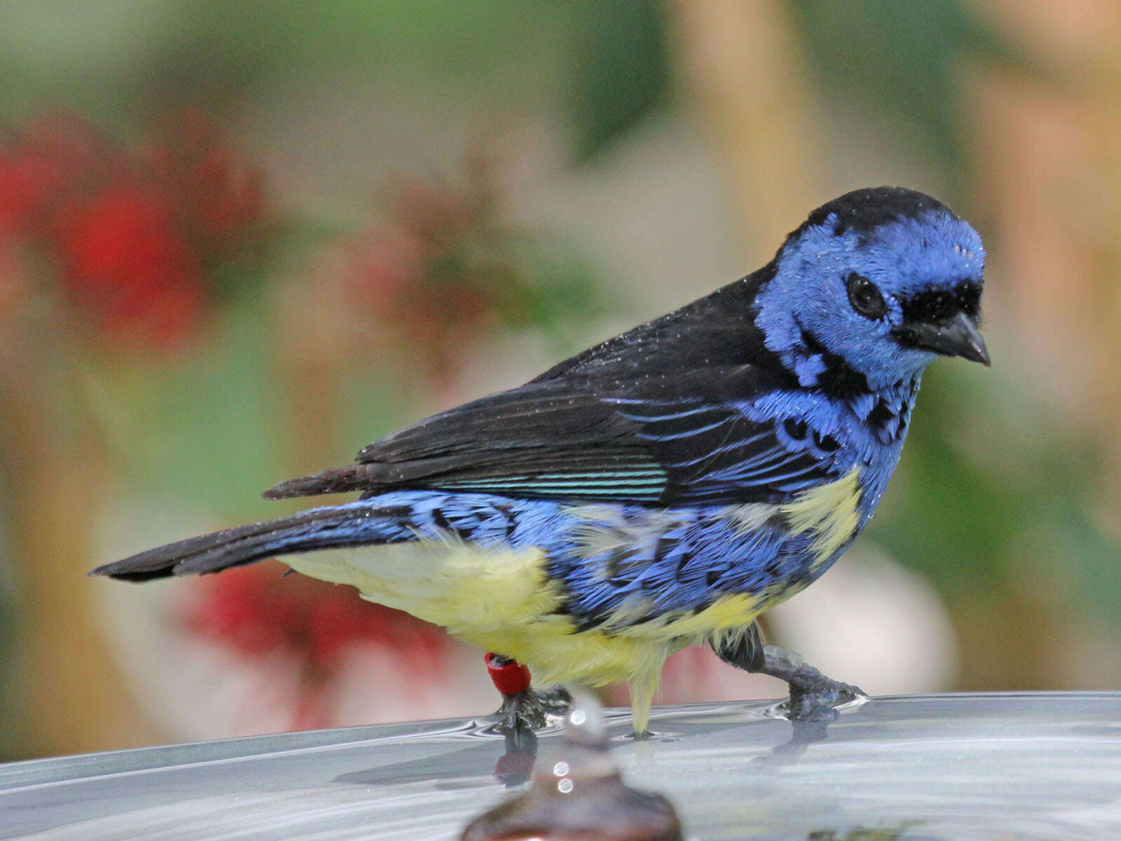 Image of Turquoise Tanager