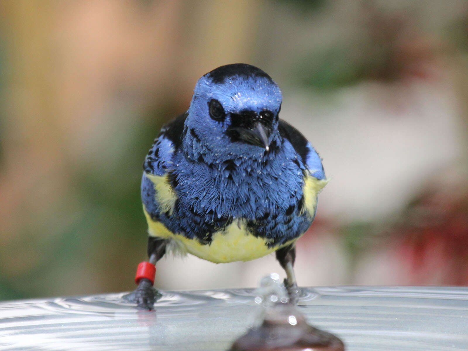 Image of Turquoise Tanager