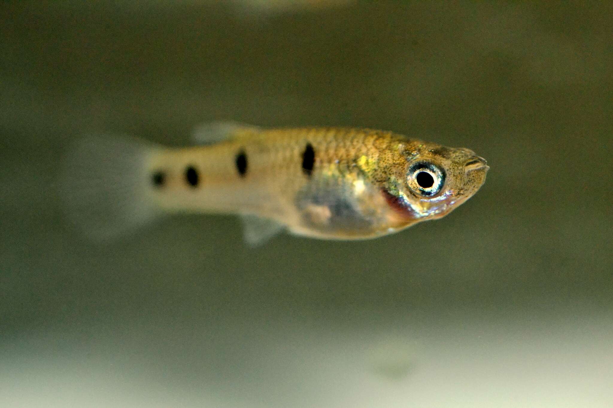 Image of Largespot livebearer