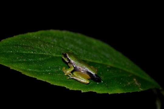 صورة Plectrohyla sagorum Hartweg 1941