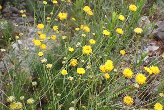 Image of longstalk greenthread