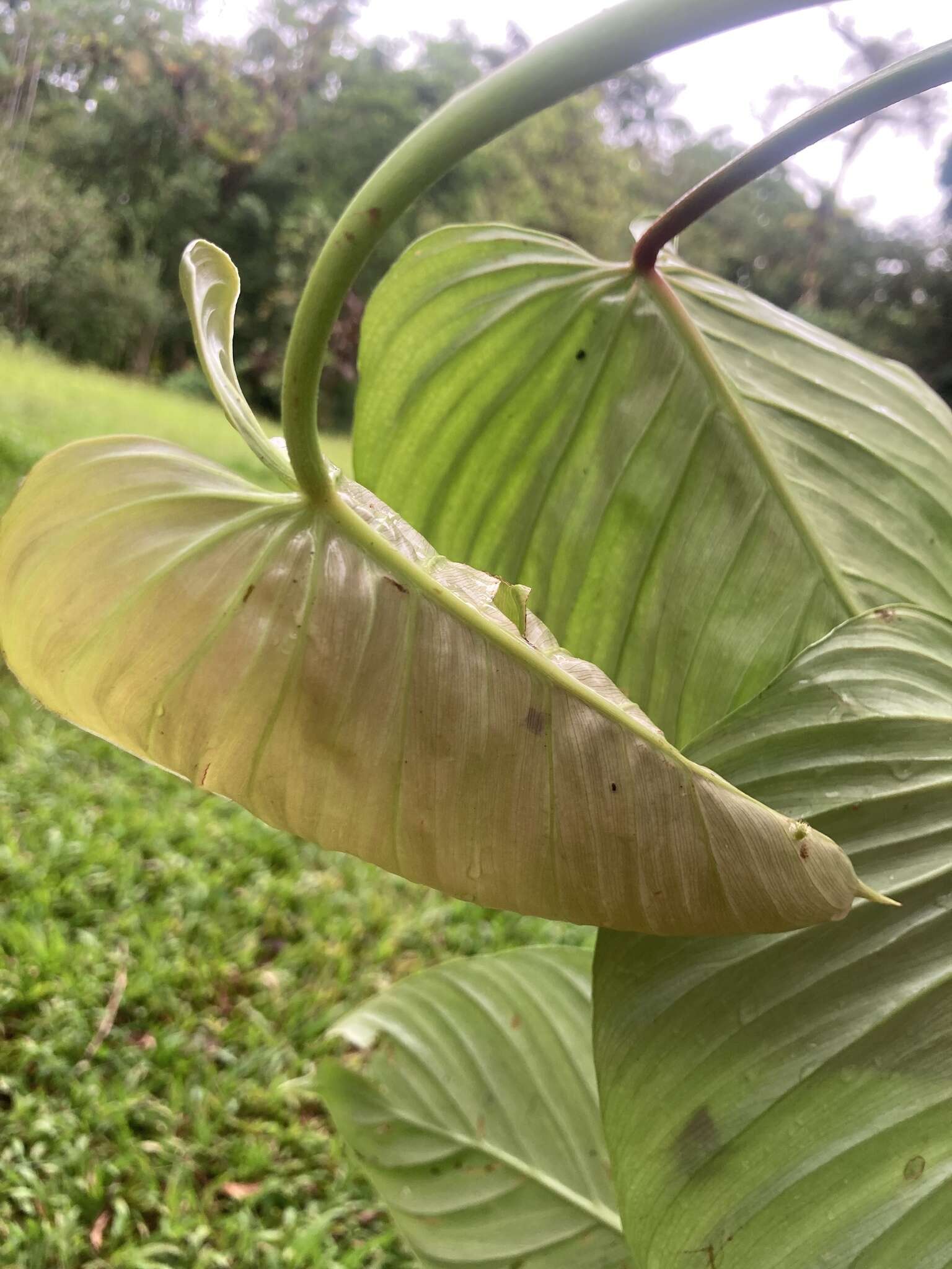 Sivun Philodendron grandipes K. Krause kuva