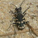 Image of Cicindela (Cicindela) formosa generosa Dejean 1831