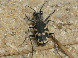 Image of Cicindela (Cicindela) formosa generosa Dejean 1831