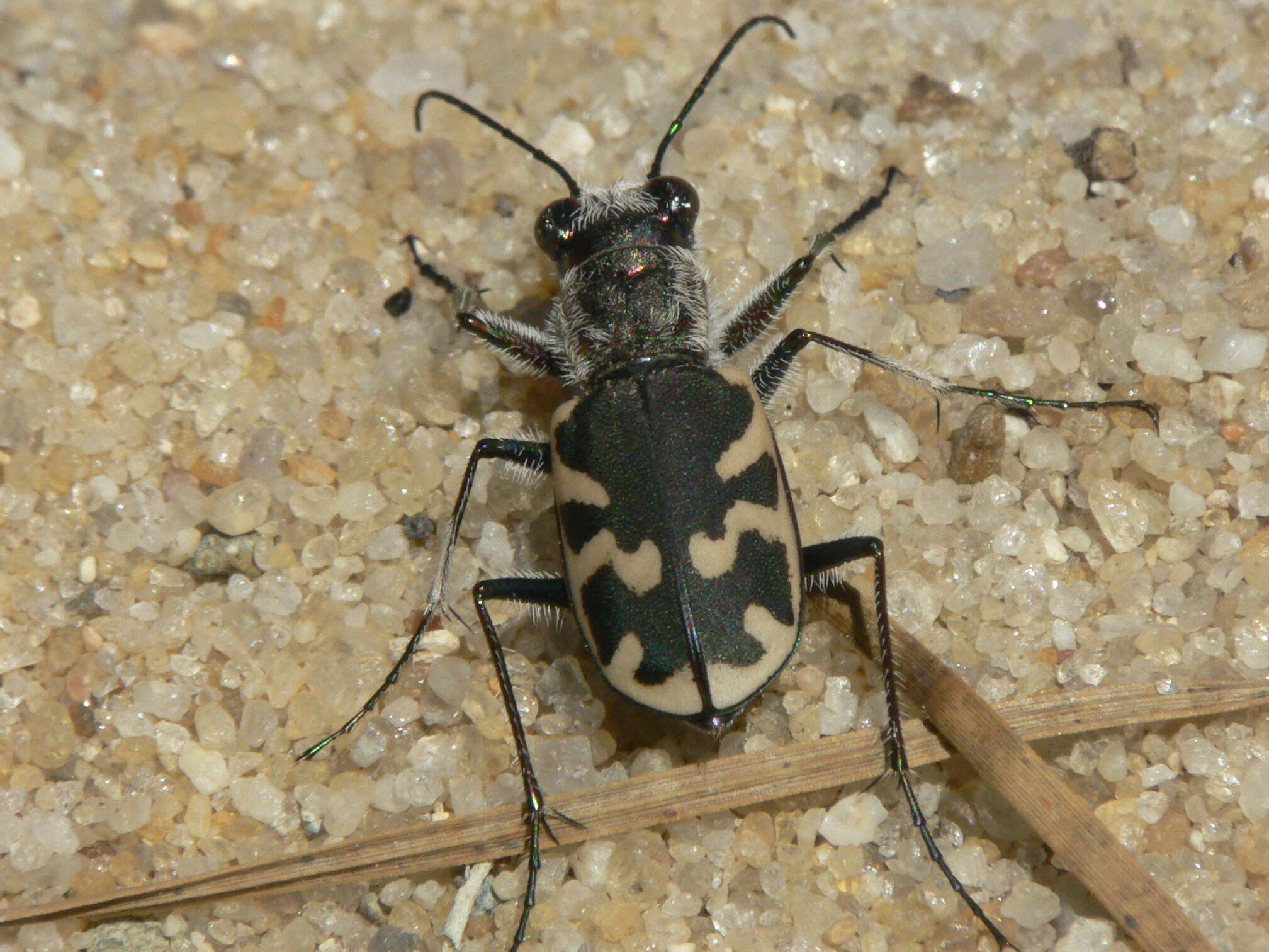 Image de Cicindela (Cicindela) formosa generosa Dejean 1831