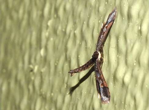 Image of Ornate Hydriris Moth