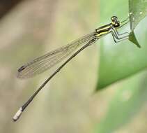 Pseudagrion melanicterum Selys 1876 resmi