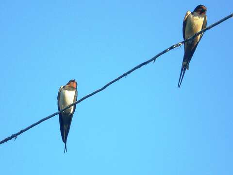 Image of Hirundo Linnaeus 1758