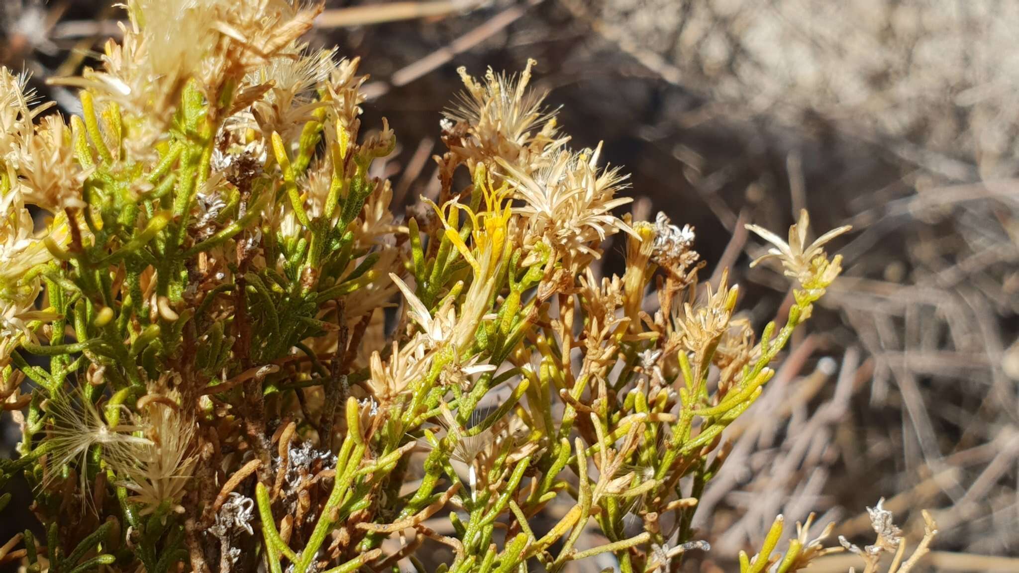 Ericameria teretifolia (Dur. & Hilg.) Jepson resmi