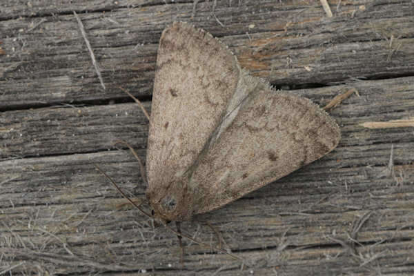 Image of Marsh moth