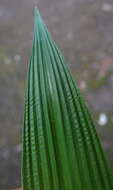 Image of bigleaf bristlegrass