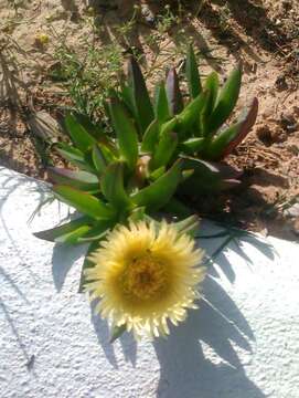 Imagem de Carpobrotus edulis (L.) N. E. Br.