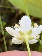 Image of fringed grass of Parnassus