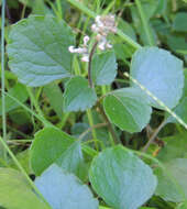 Image of Plectranthus stylesii T. J. Edwards