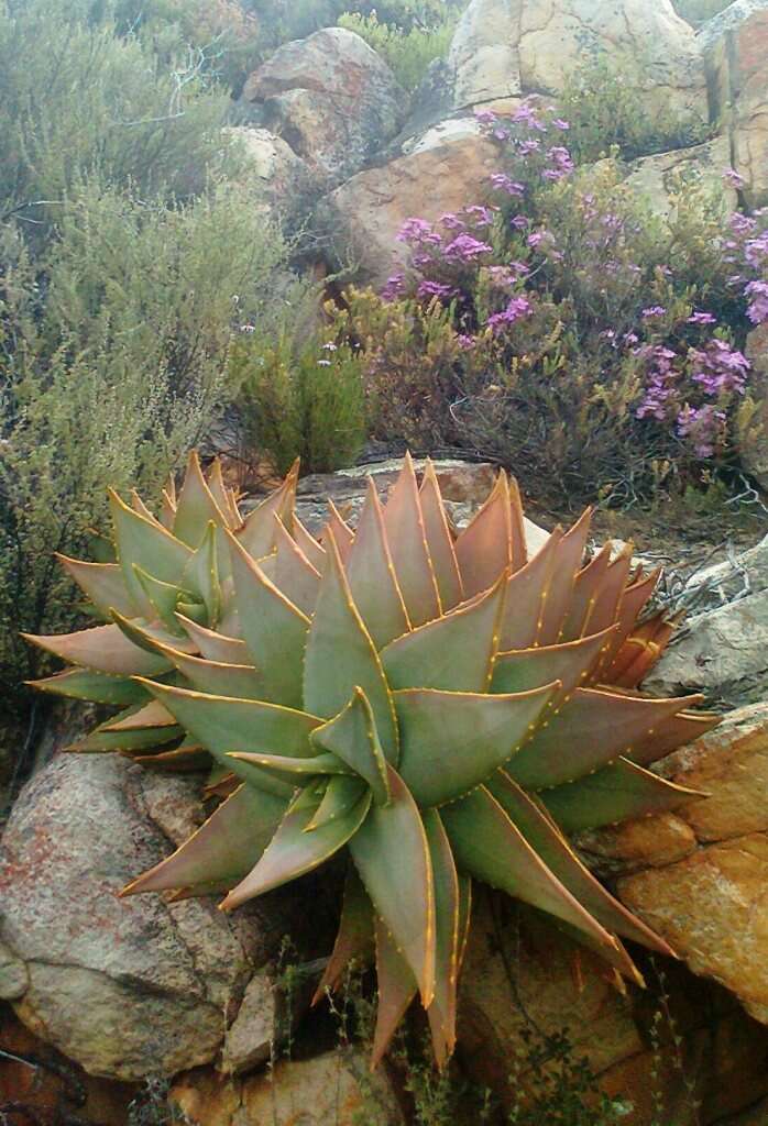 Image of Aloe perfoliata L.