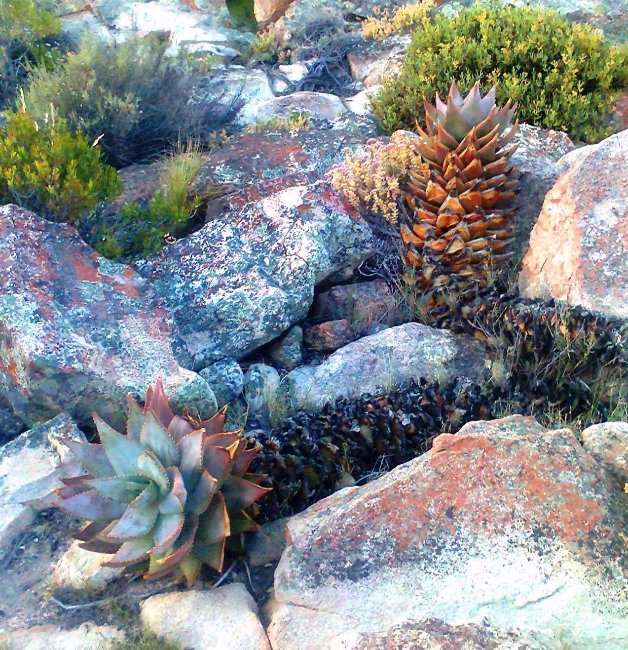 Image of Aloe perfoliata L.