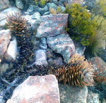 Image of Aloe perfoliata L.