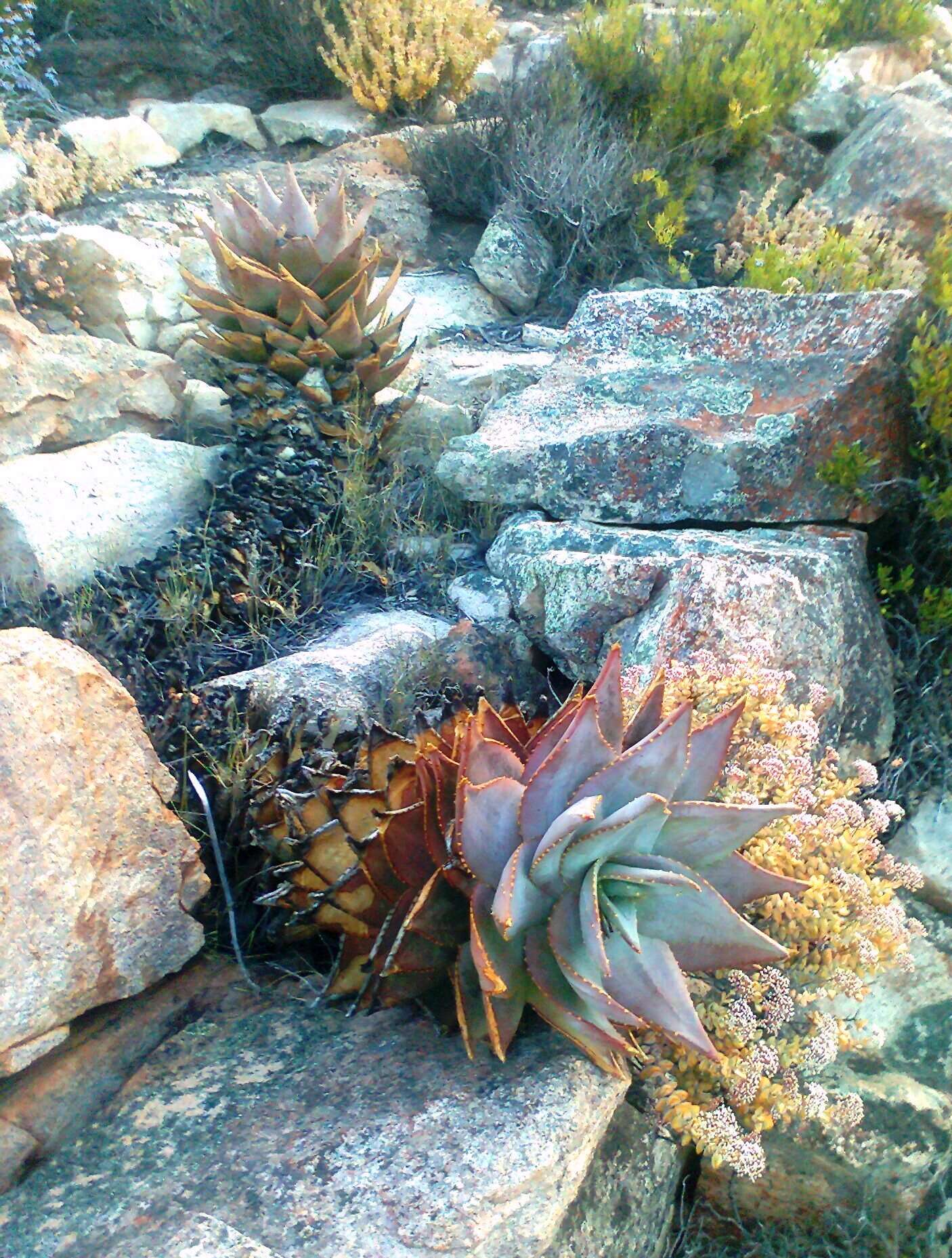 Image of Aloe perfoliata L.