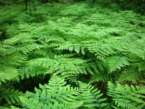 Image of Bracken