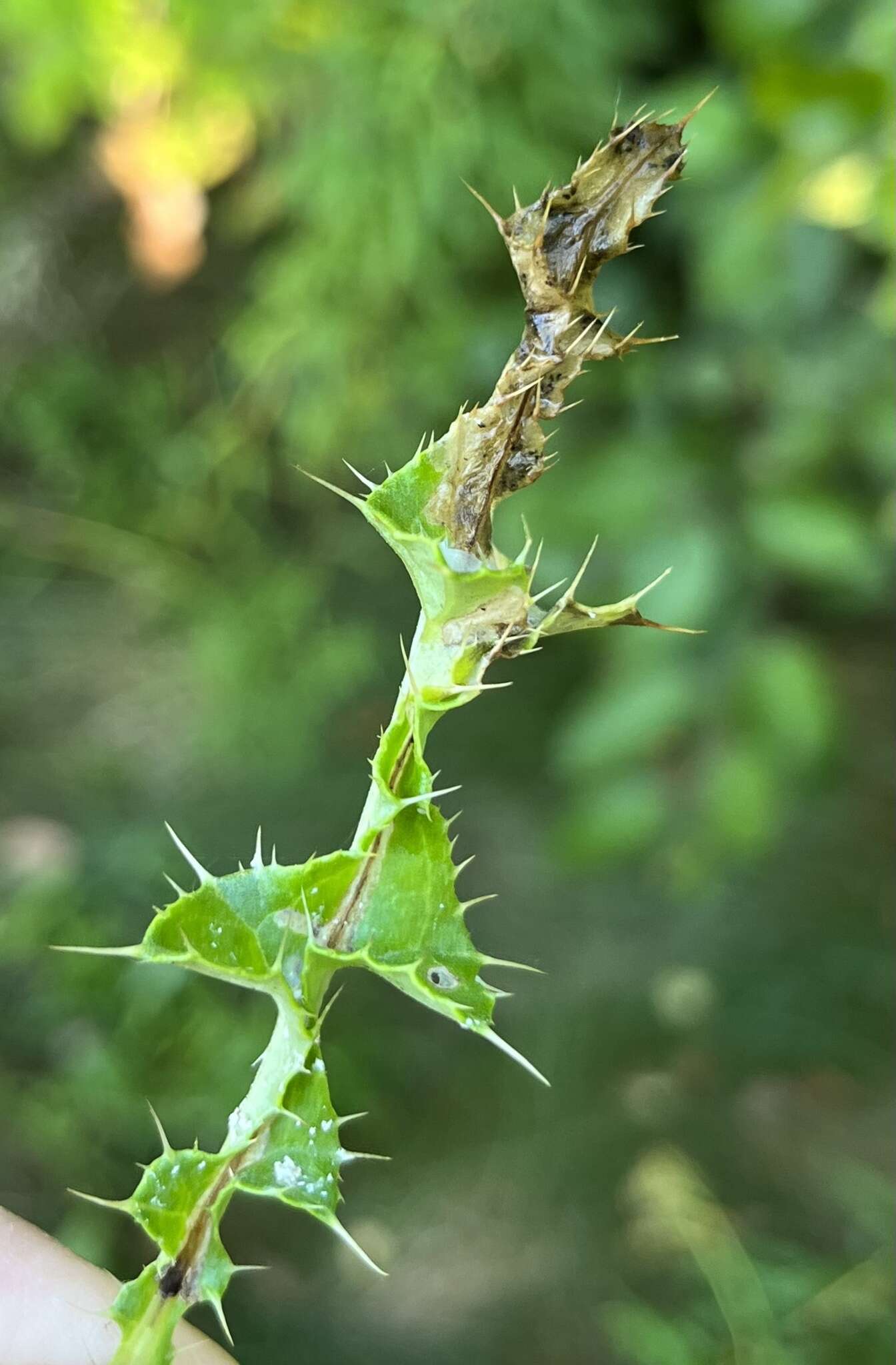 Image of Scrobipalpa acuminatella Sircom 1850