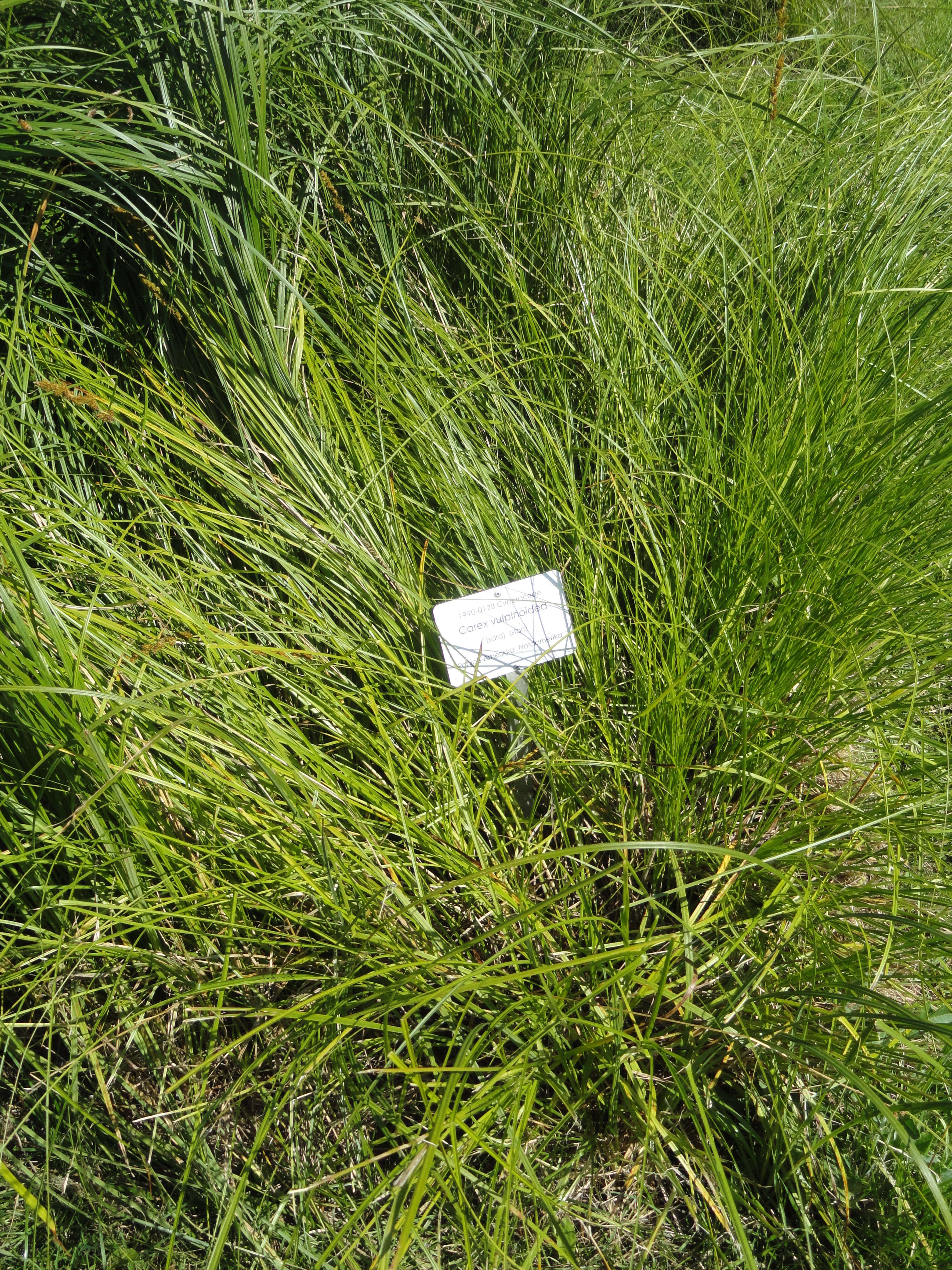 Image of Brown fox sedge