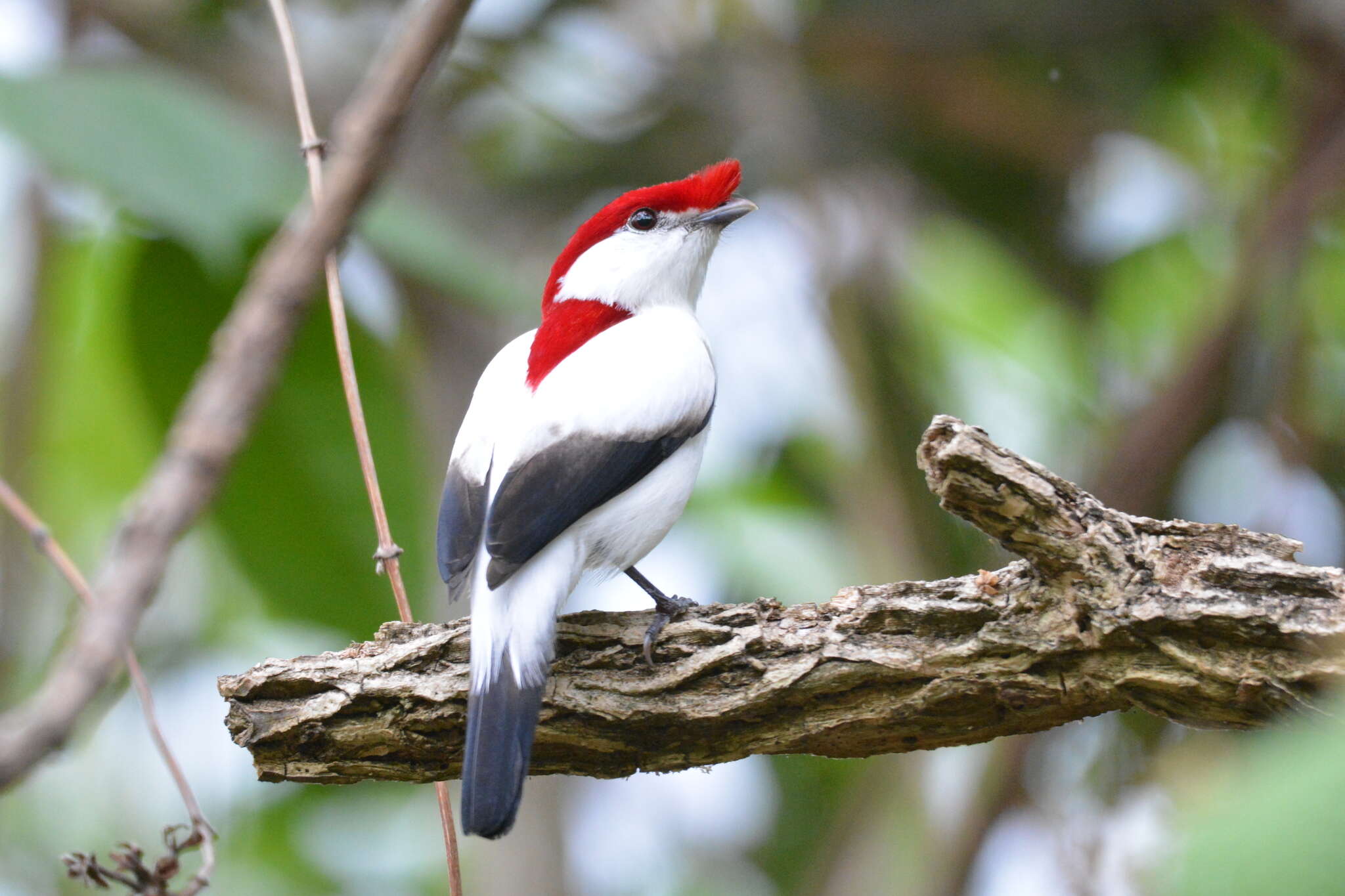 Imagem de Soldadinho-do-araripe