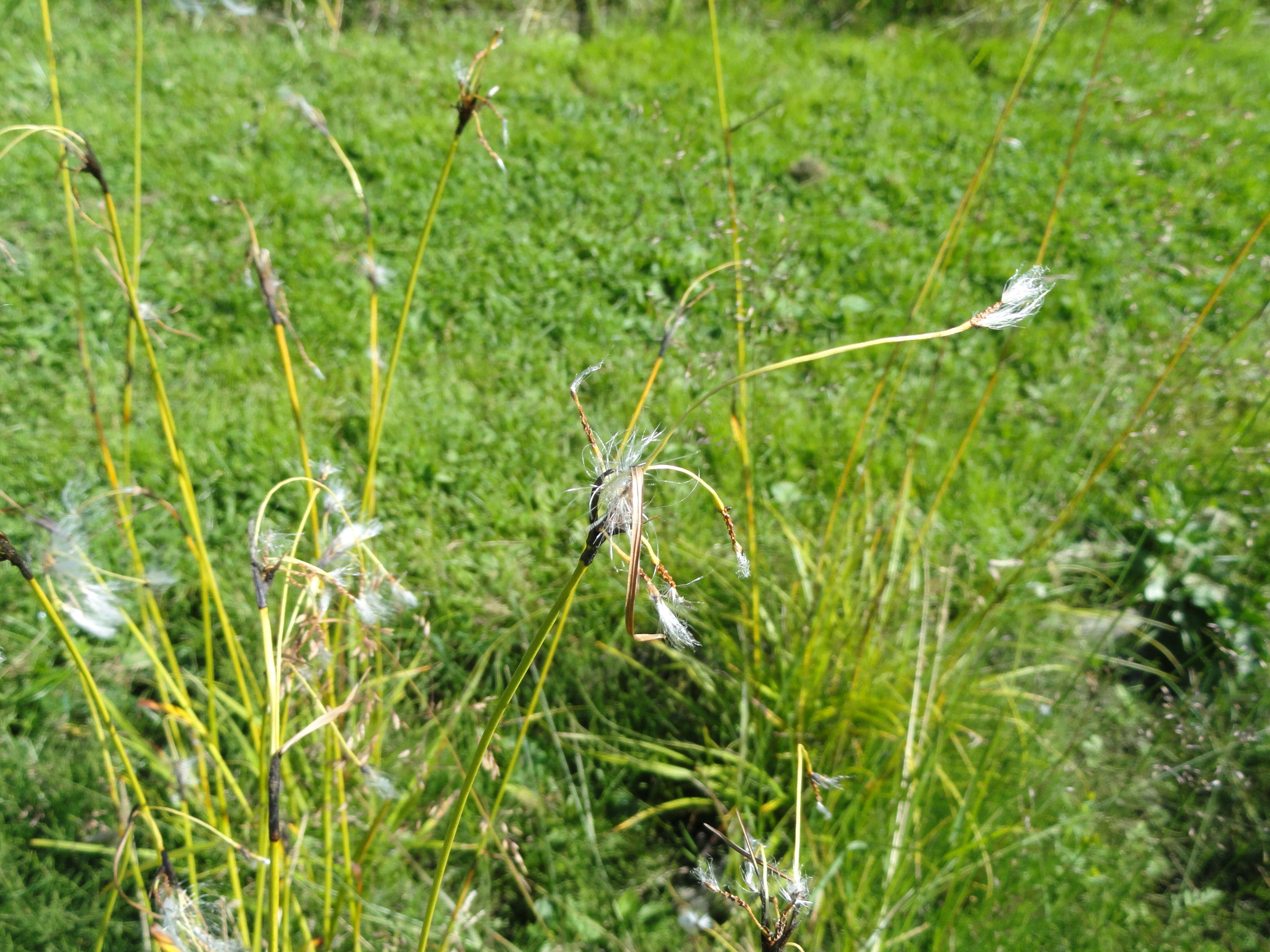 Image of common cottongrass