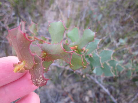 Image of Hakea denticulata R. Br.