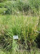 Plancia ëd Helictochloa pratensis (L.) Romero Zarco