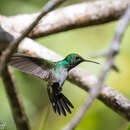 Image of Mangrove Hummingbird