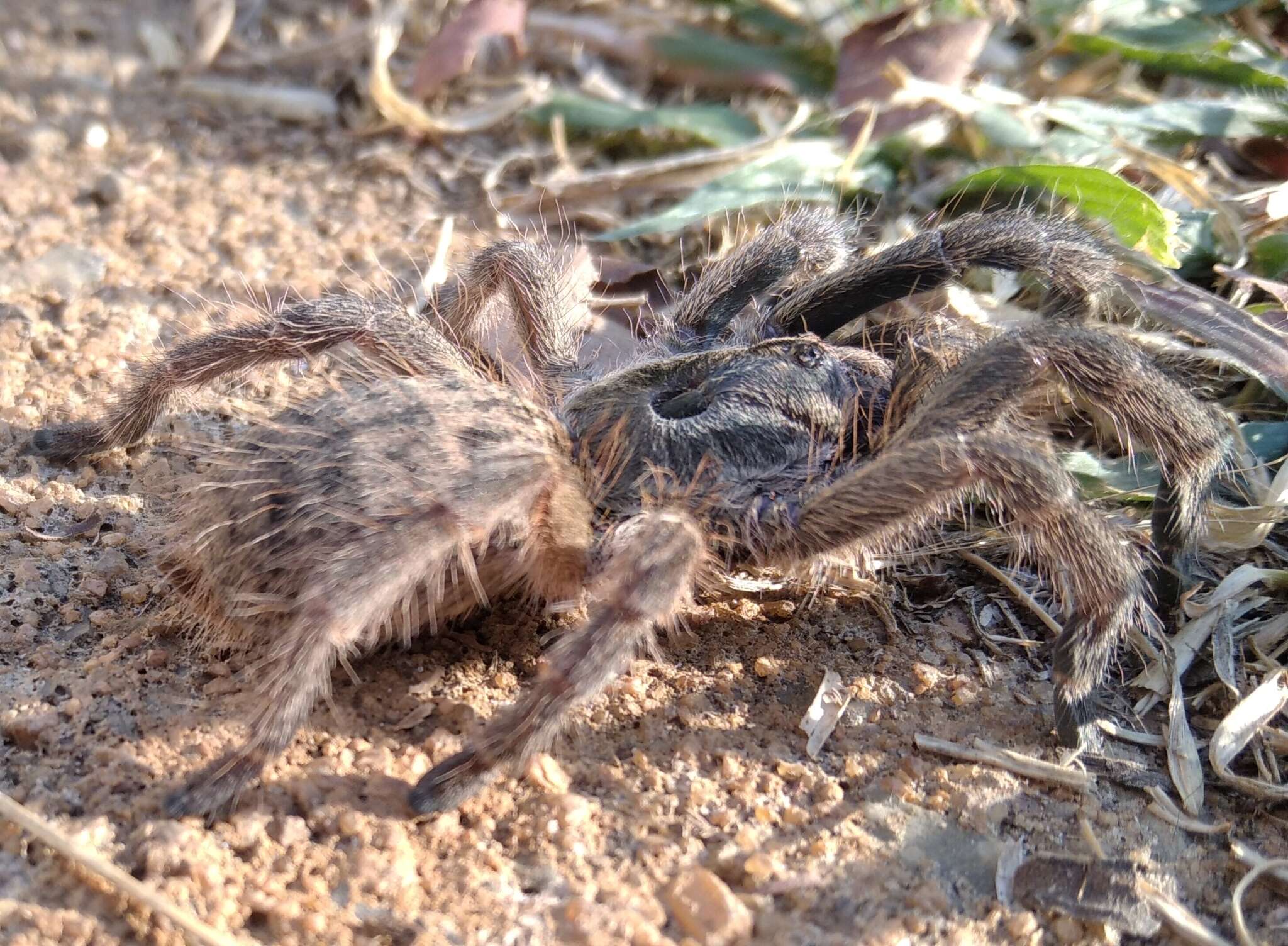 Image of Sandy Horned Baboon Tarantula