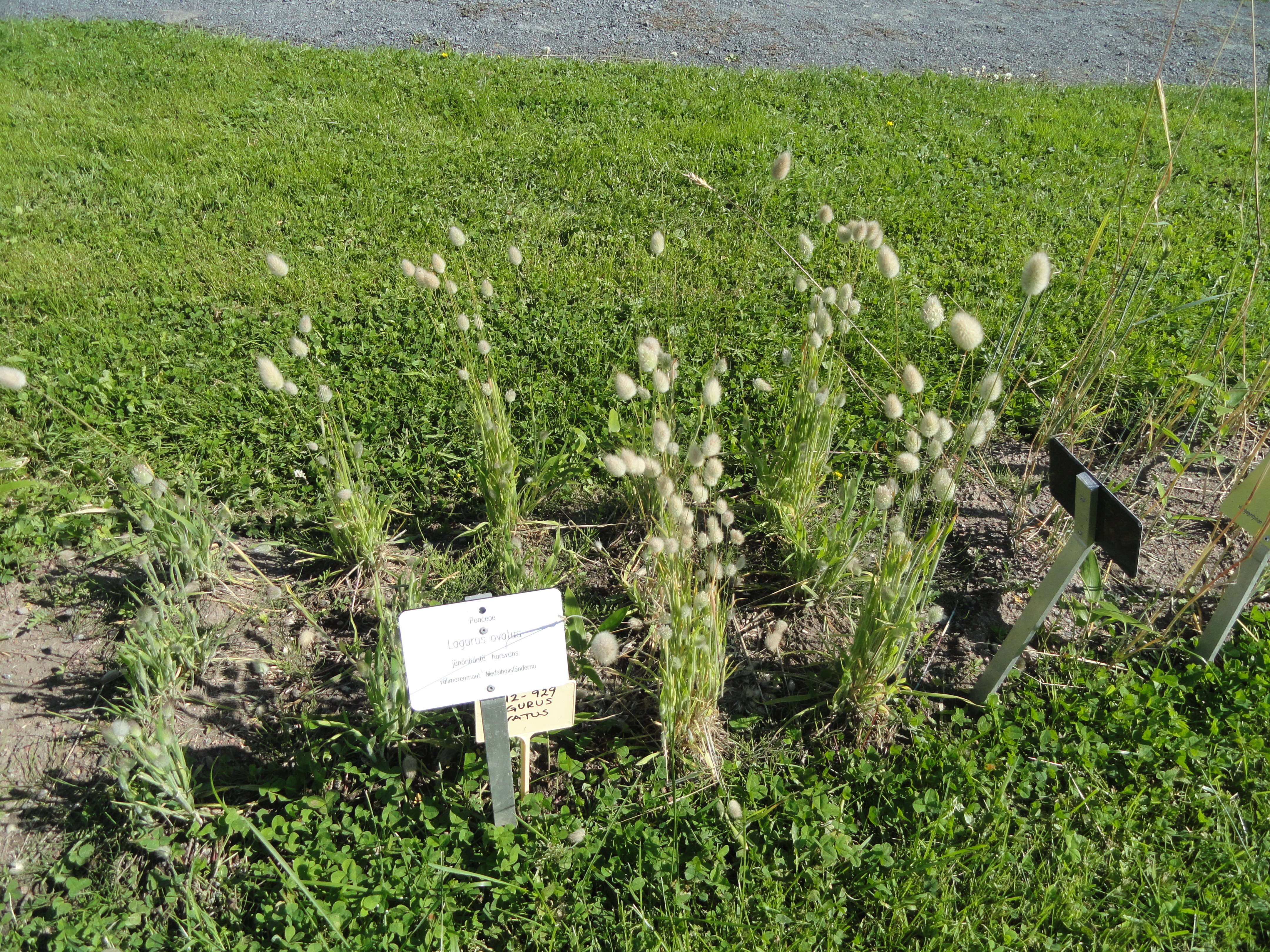 Image of harestail grass