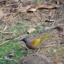 Image of Chestnut-crowned Laughingthrush