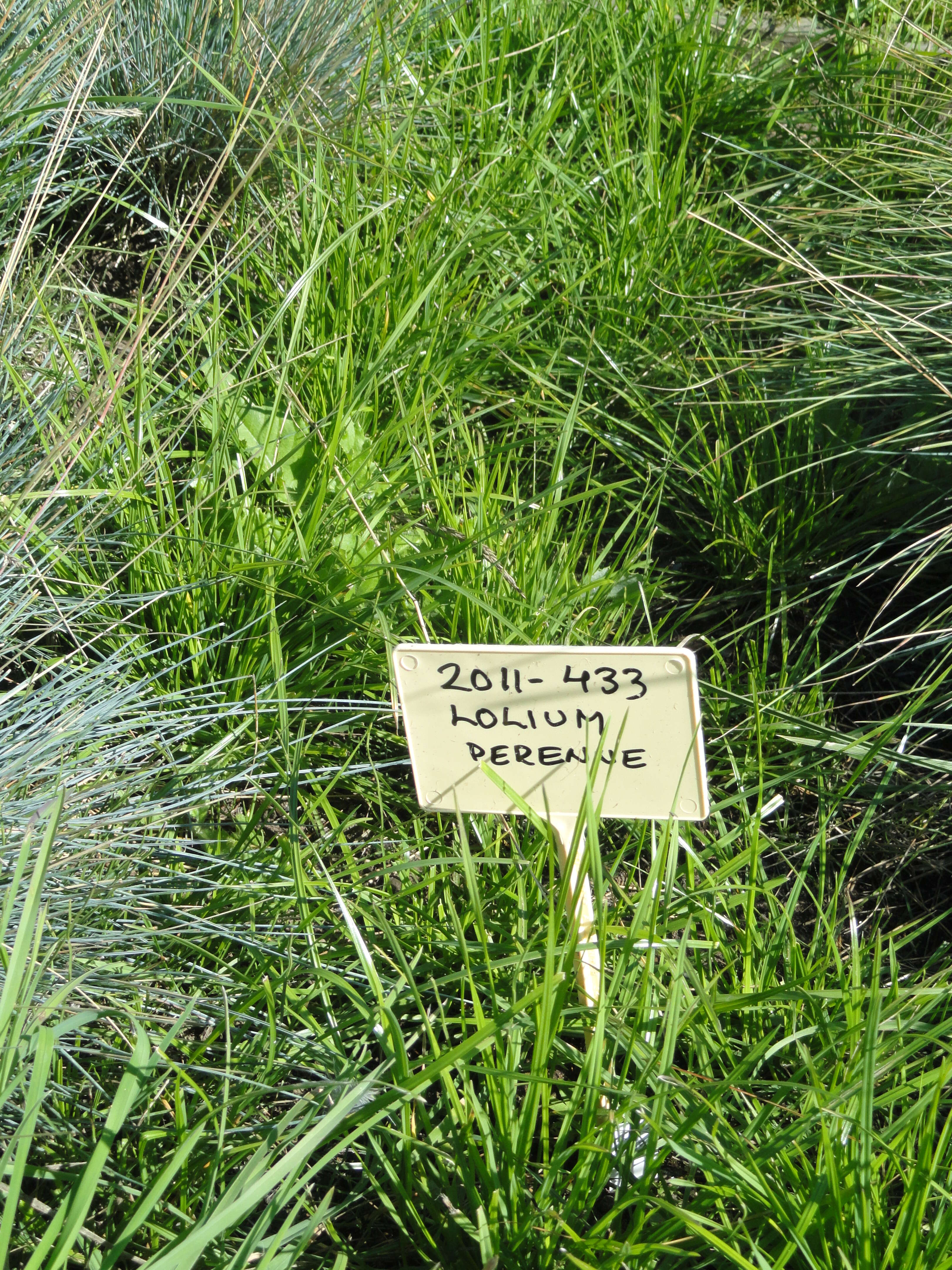 Image of perennial ryegrass