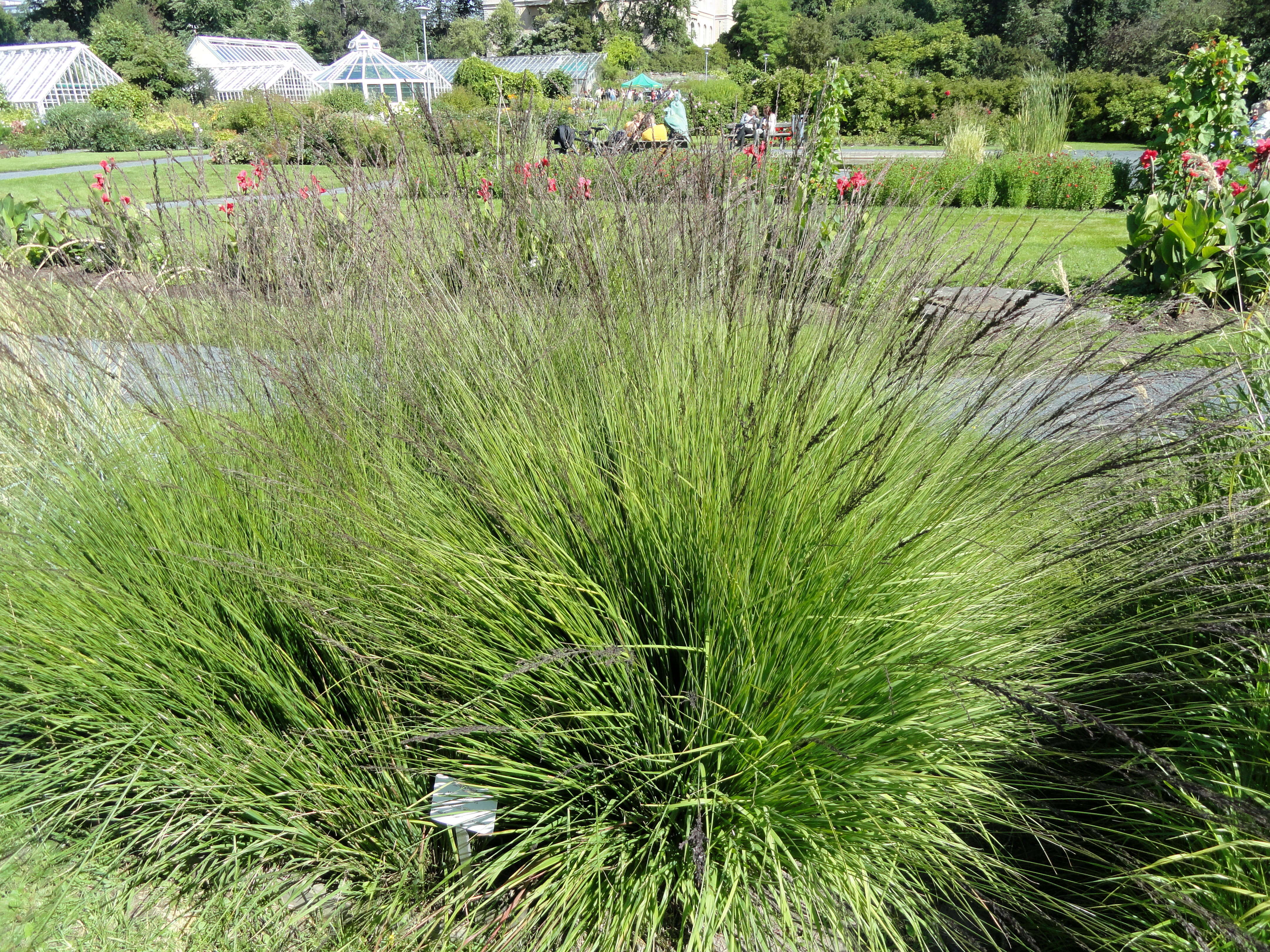 Image of Purple Moor Grass