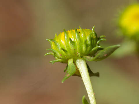 Image of Curly-cup gumweed