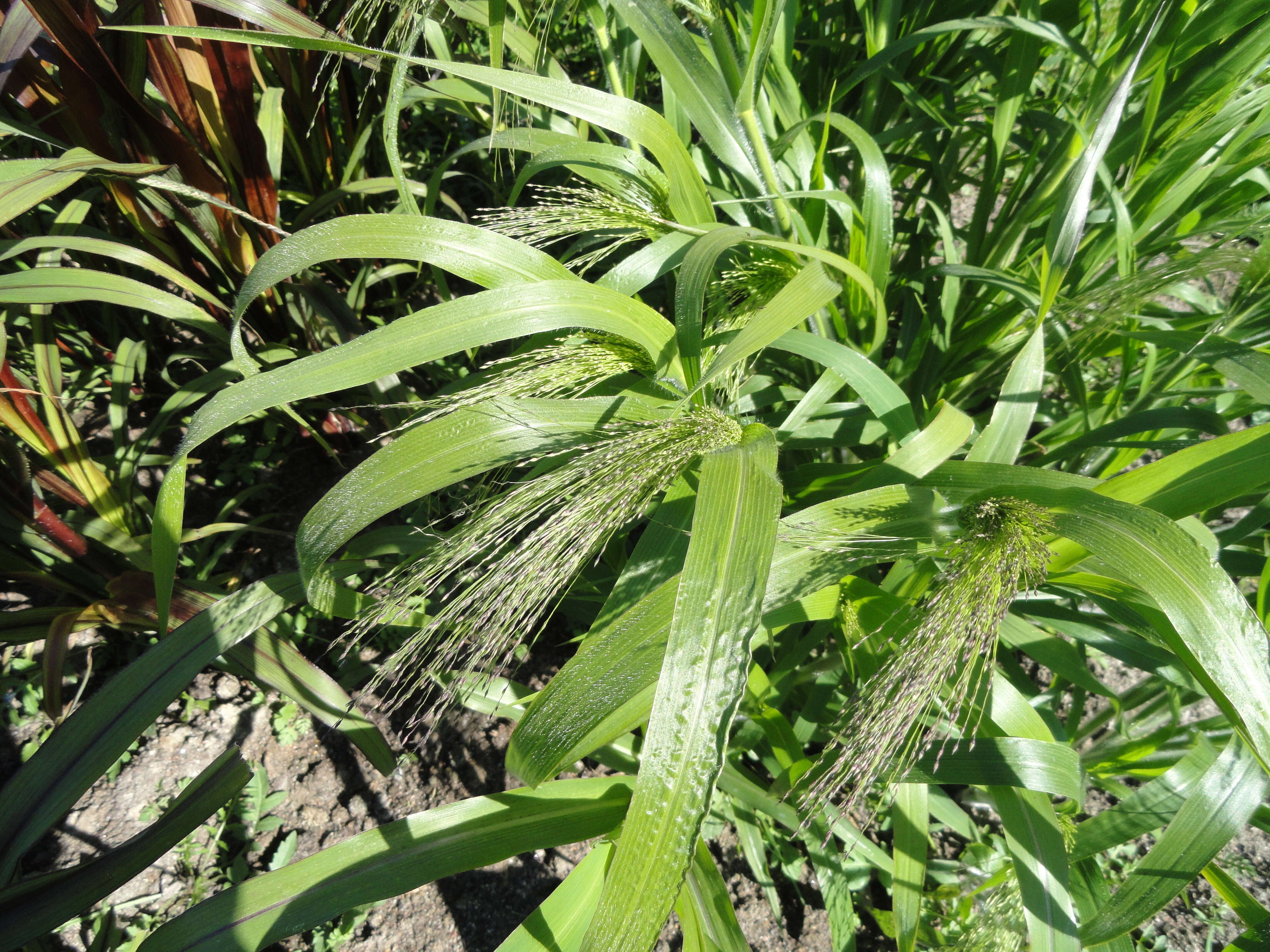 Imagem de Panicum virgatum L.