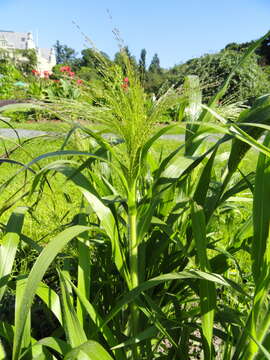 Imagem de Panicum virgatum L.