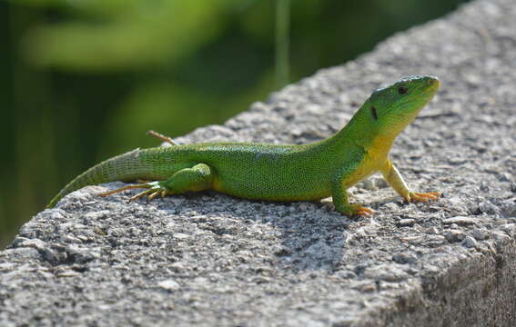 Image of Balkan Green Lizard