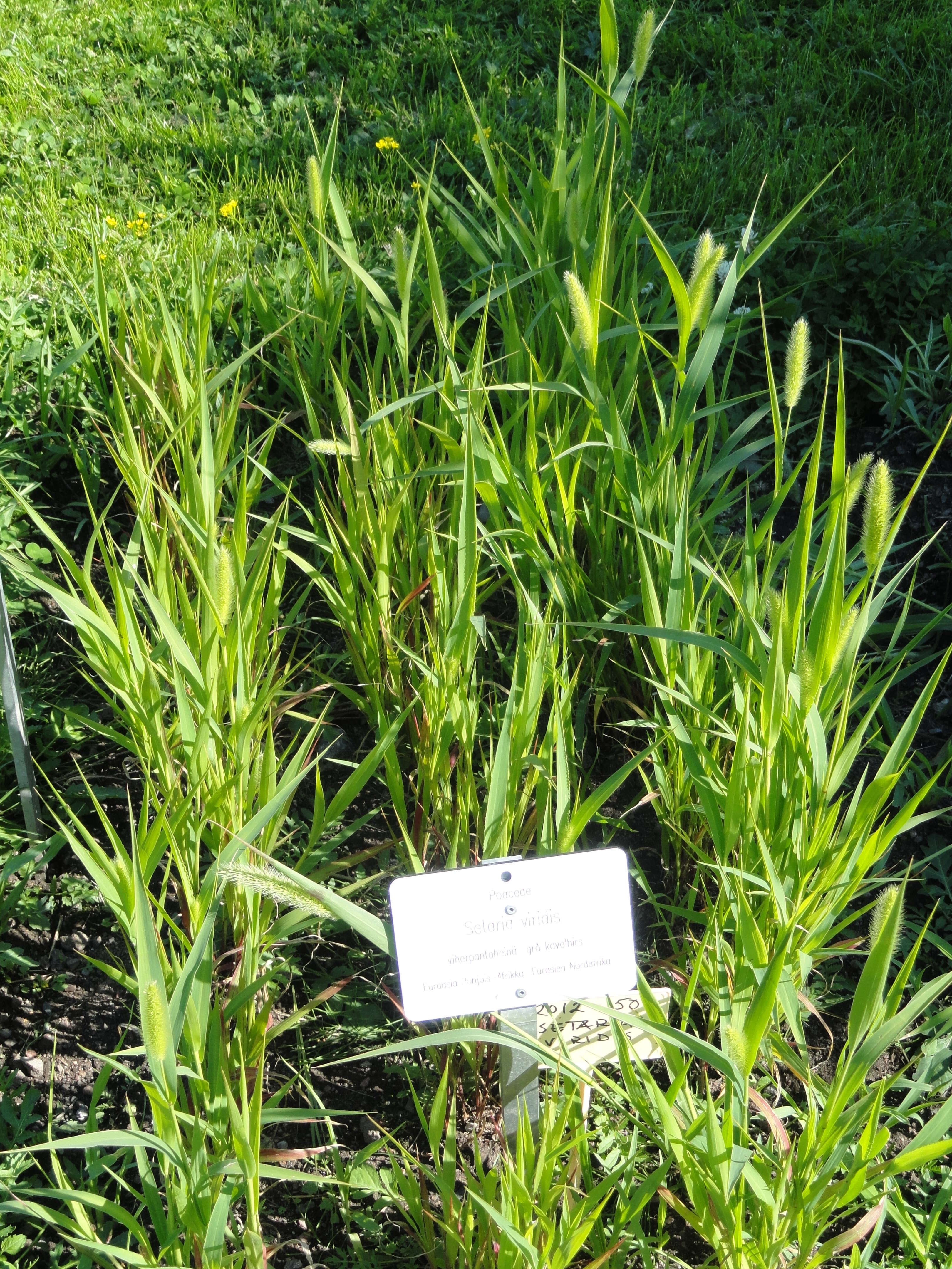 Image of green bristlegrass