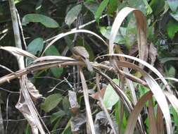 Image of Asian Red-eyed Bulbul