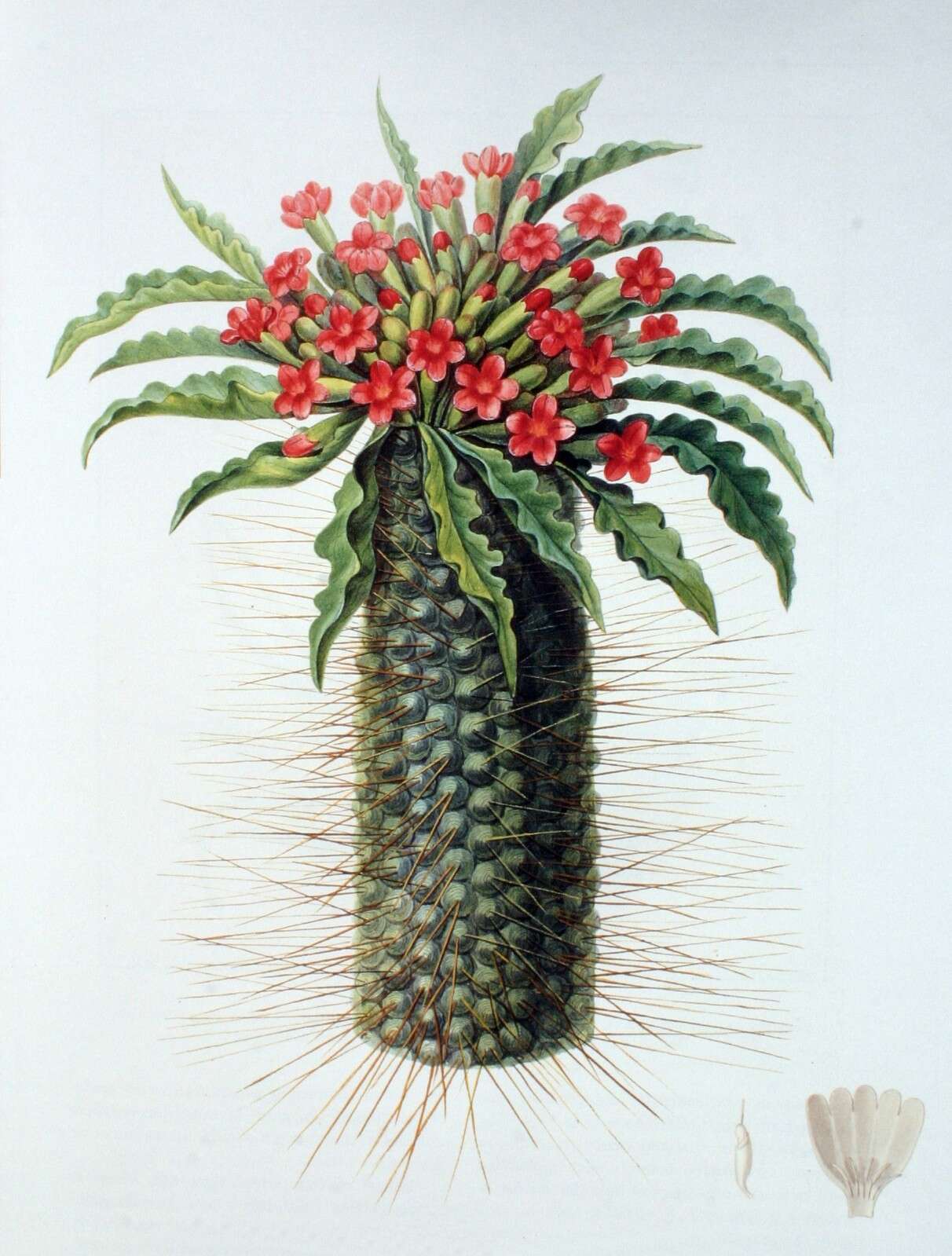 Image of Pachypodium namaquanum (Wyley ex Harv.) Welw.