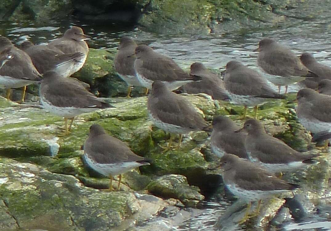 Image of Surfbird