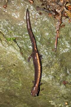 Image of Shenandoah Salamander