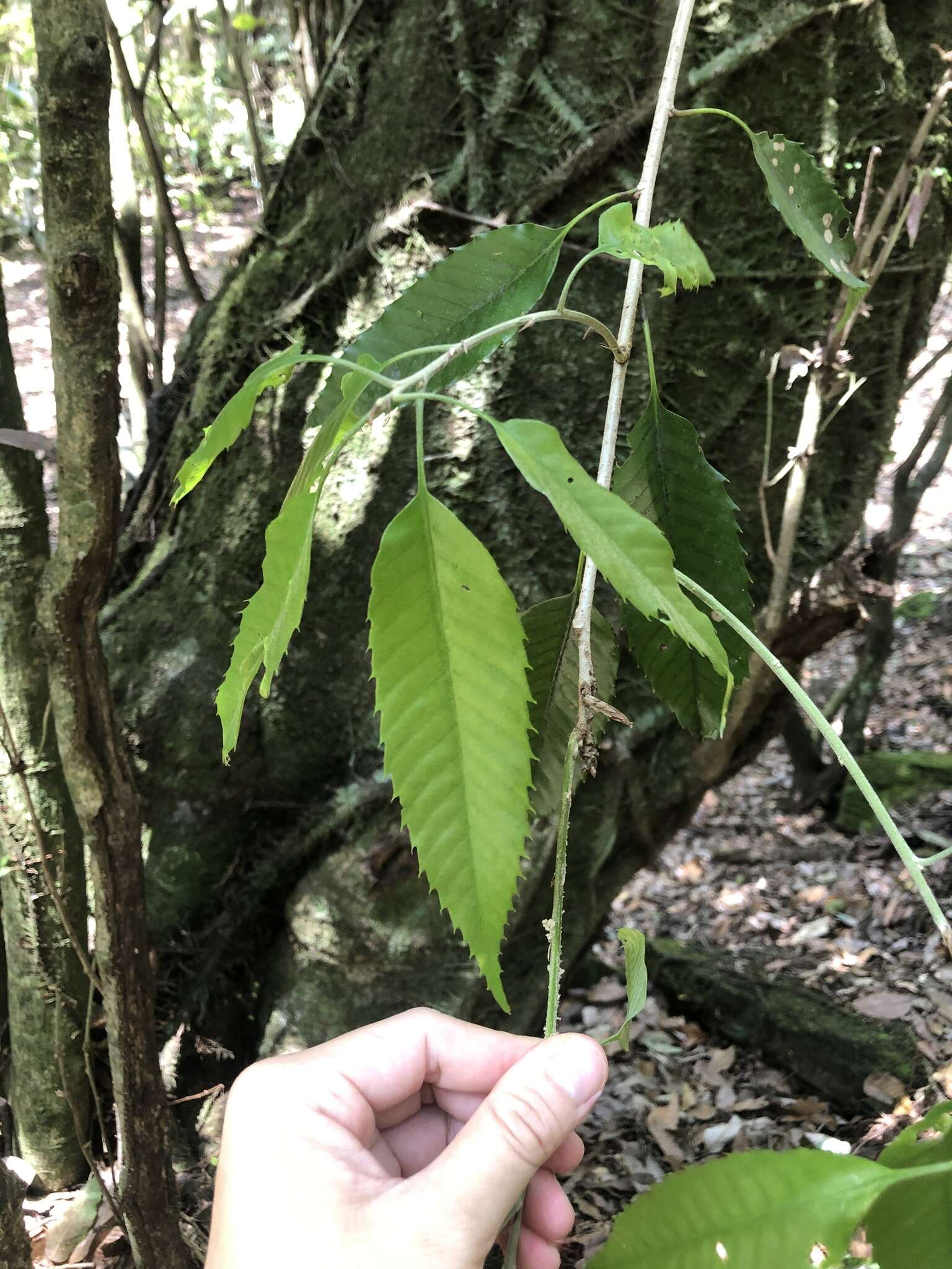 Imagem de Quercus stenophylloides Hayata