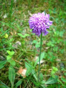 Слика од Knautia arvensis (L.) Coulter