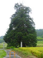 Image of Sawara Cypress