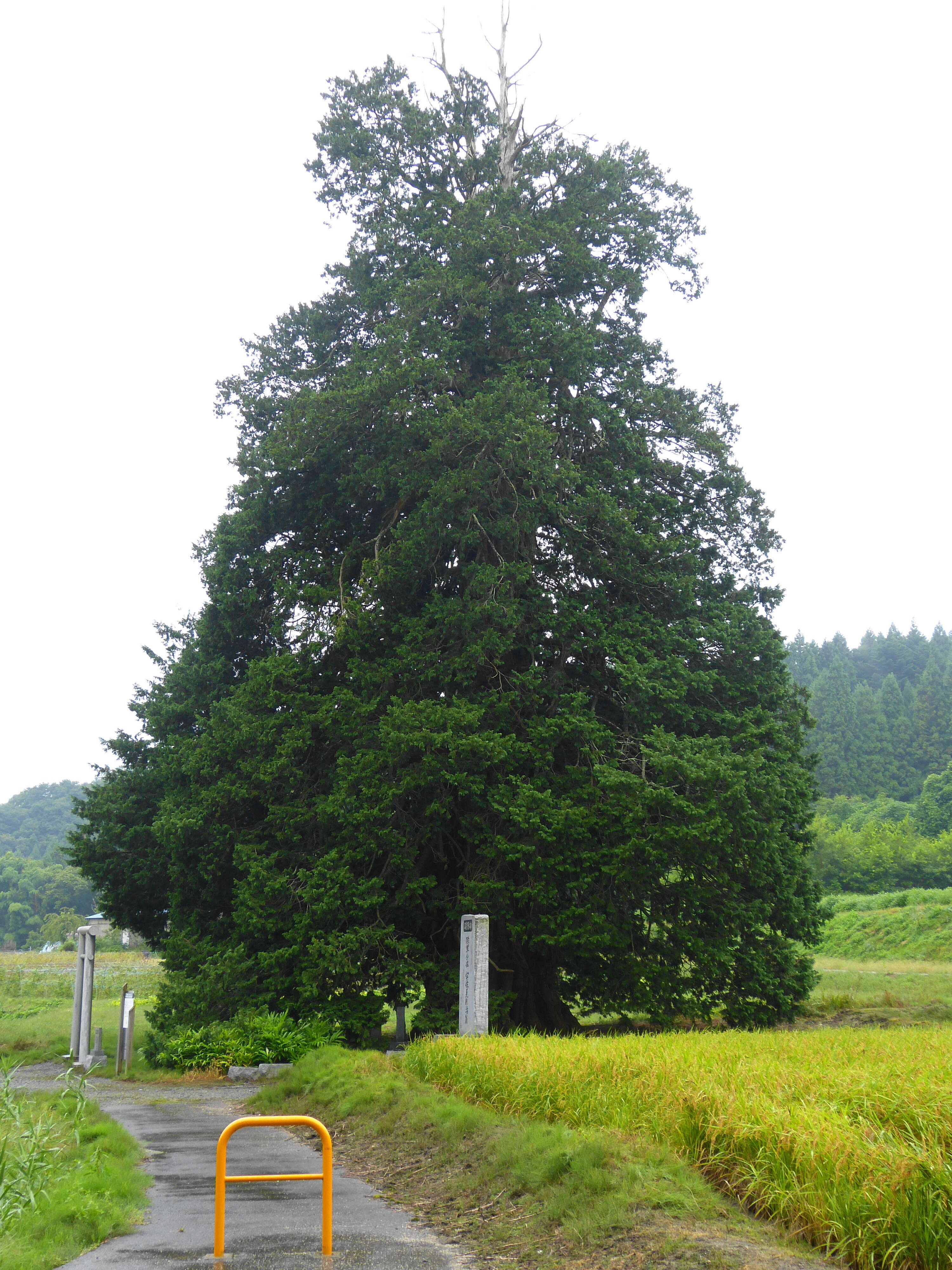 Image of Sawara Cypress