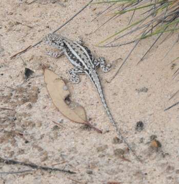 Ctenophorus fordi (Storr 1965) resmi